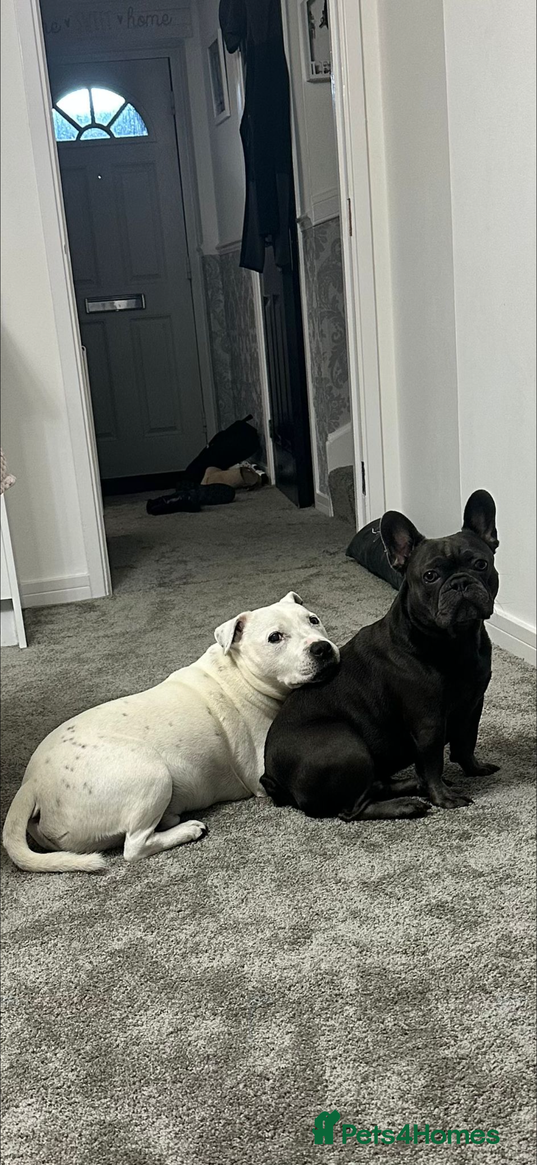 French Bulldog dogs for sale: French bulldog - Advert 3