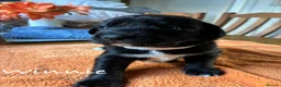 Mixed Breed dogs for sale: Husky x Pomsky x English Springer Spaniel - Advert 8