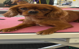 Cavalier King Charles Spaniel dogs for sale: Cavalier King Charles female  - Image 1