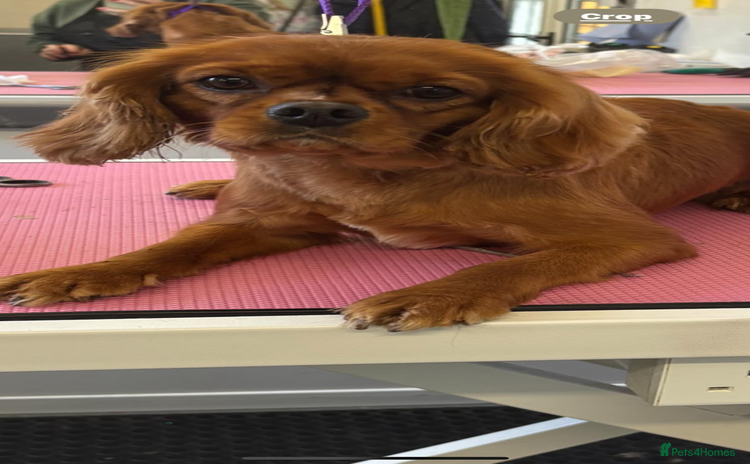 Cavalier King Charles Spaniel dogs - Advert 8