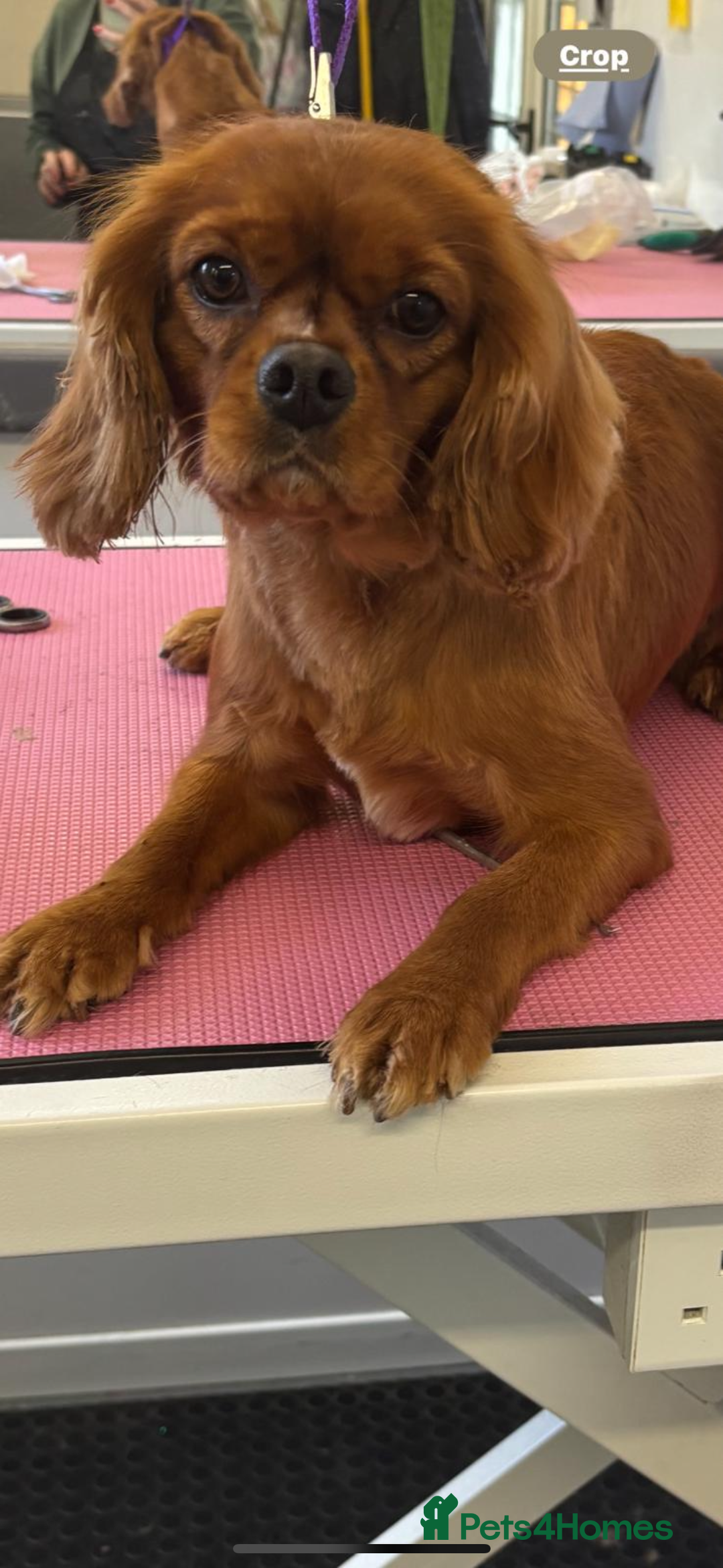 Cavalier King Charles Spaniel dogs for sale: Cavalier King Charles female  - Image 1