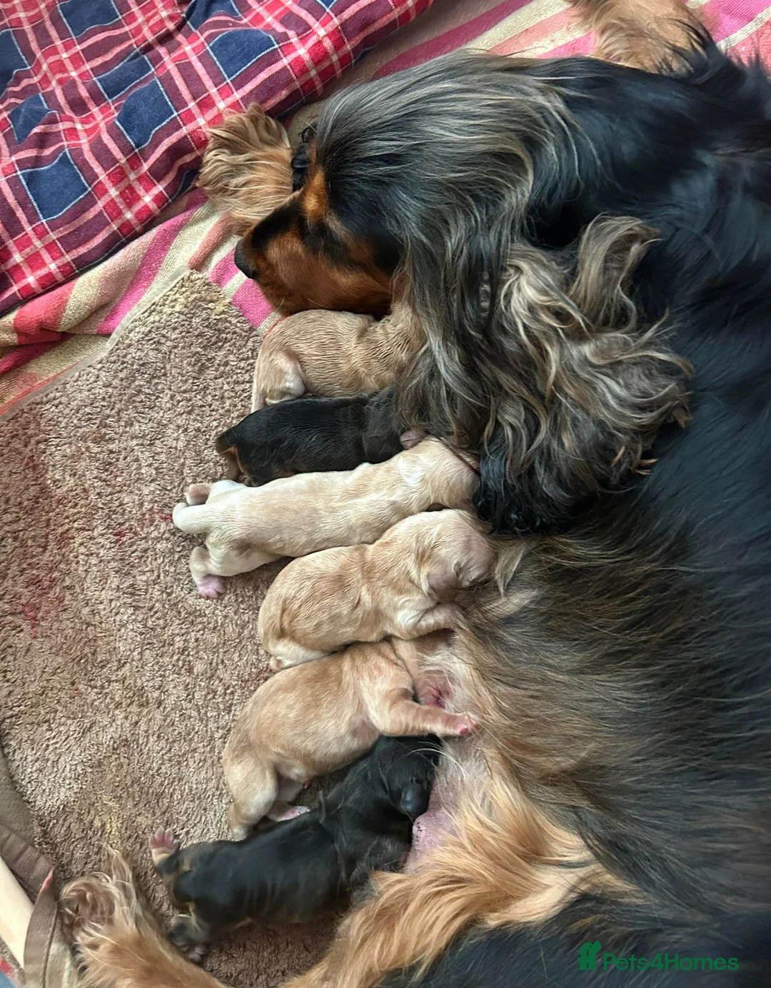 Cocker Spaniel dogs for stud: LUDO - GOLDEN Show Cocker Pedigree Stud TOP Tested in Bradford-on-Avon - Advert 27