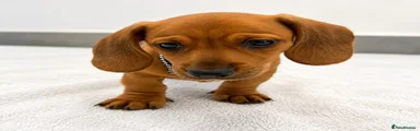 Miniature Dachshund 3