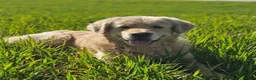 Golden Retriever dogs for sale: 5* Golden Retriver puppies - Advert 21