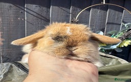 Mini Lop rabbits for sale: STUNNING baby mini lops - Image 11