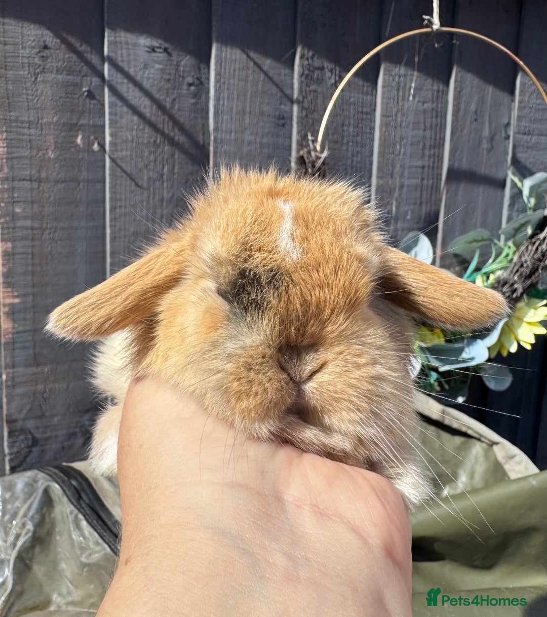 Mini Lop rabbits for sale: STUNNING baby mini lops - Image 11