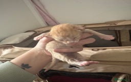 Domestic Shorthair cats for sale: 4 beautiful kittens  - Image 10