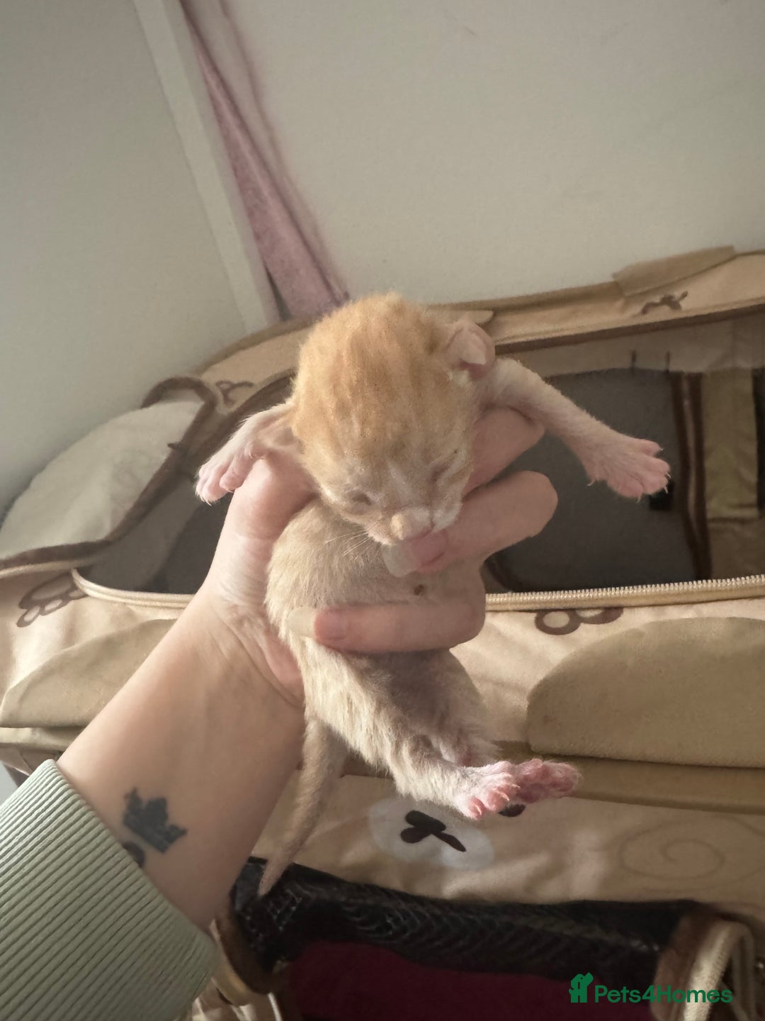Domestic Shorthair cats for sale: 4 beautiful kittens  - Image 10