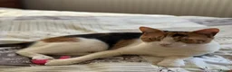 British Shorthair cats for sale:  1 year Lovely calico cat looking for a new home!! - Advert 4