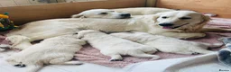 Golden Retriever dogs for sale: Cream Golden Retriever Puppies soon to be born  in Boston - Advert 7