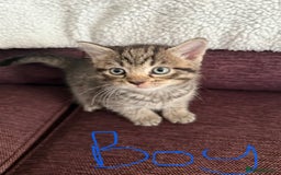 Mixed Breed cats for sale: 4 x Ragdoll mix kitten ready to leave 15/10/25 - Image 10