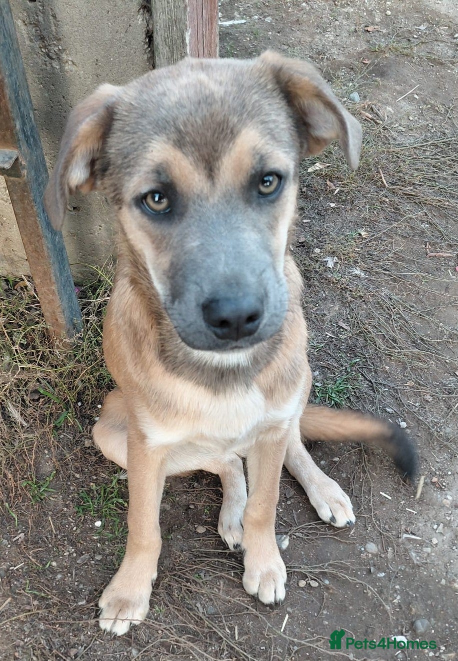 Mixed Breed dogs 💛DIEGO💛 - a handsome puppy boy for a Loving Home - Advert 5