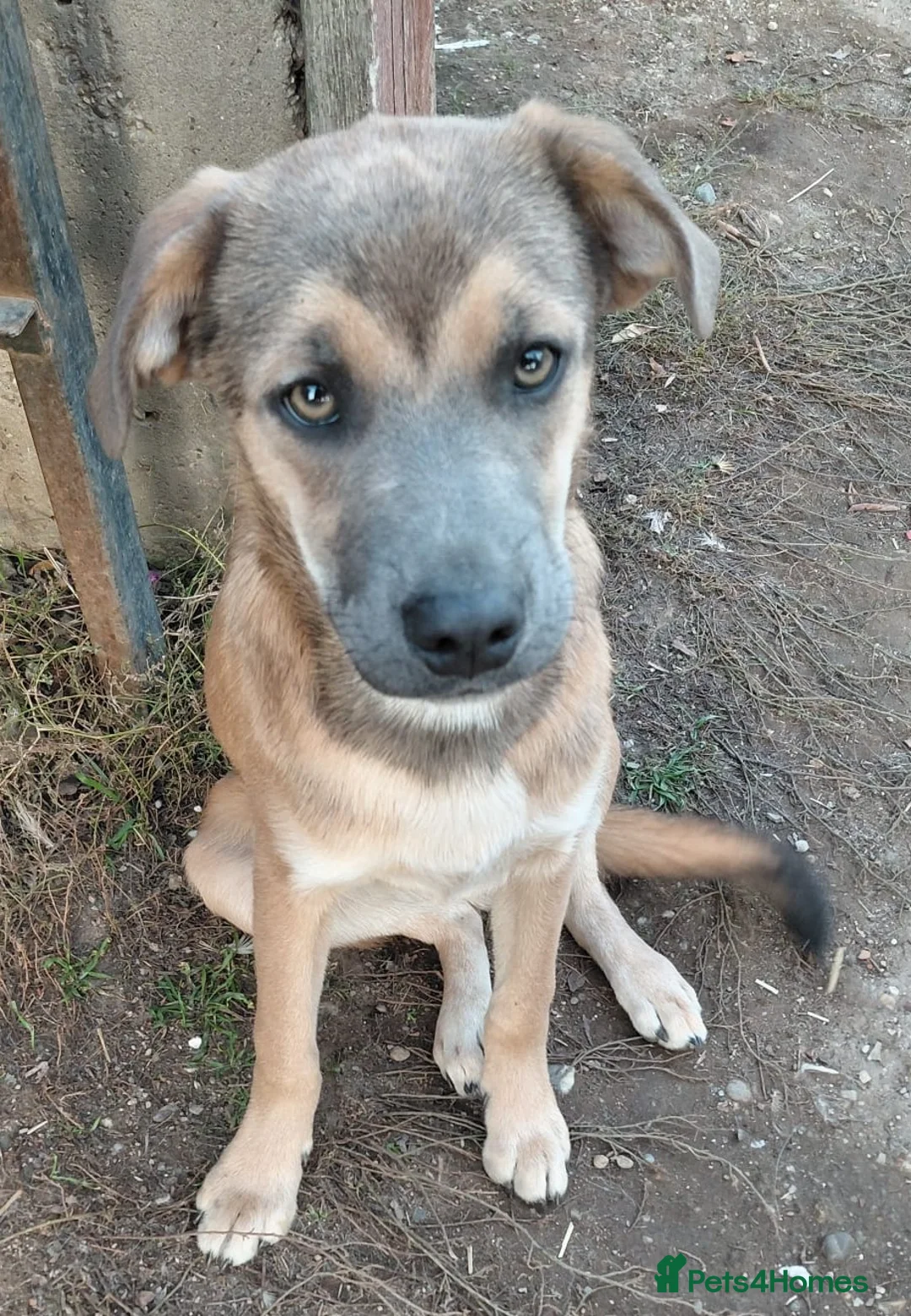 Mixed Breed dogs for adoption: 💛DIEGO💛 - a handsome puppy boy for a Loving Home - Advert 1