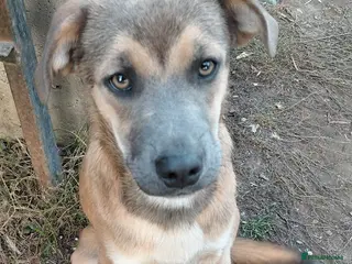 Mixed Breed dogs 💛DIEGO💛 - a handsome puppy boy for a Loving Home - Advert 5