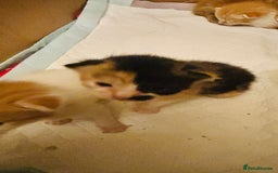 Mixed Breed cats for sale: Cat and kittens - Image 5