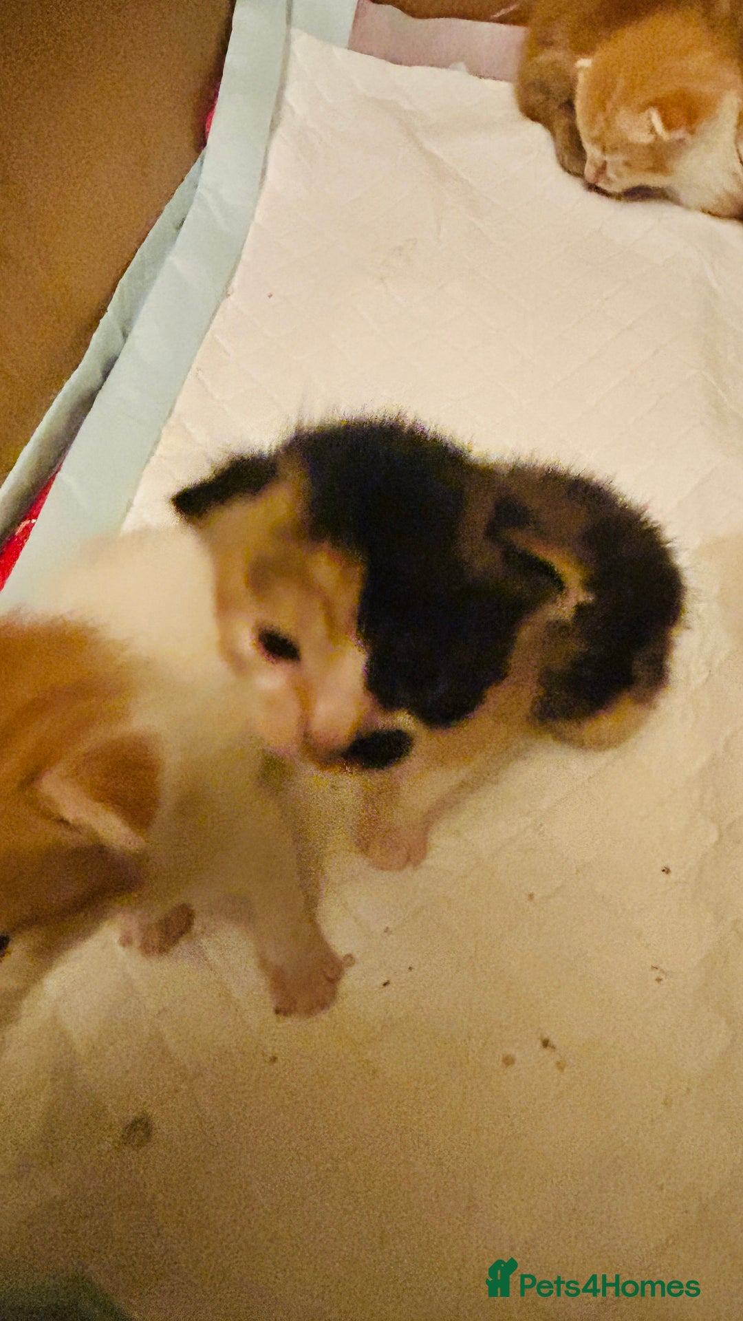 Mixed Breed cats for sale: Cat and kittens - Image 5