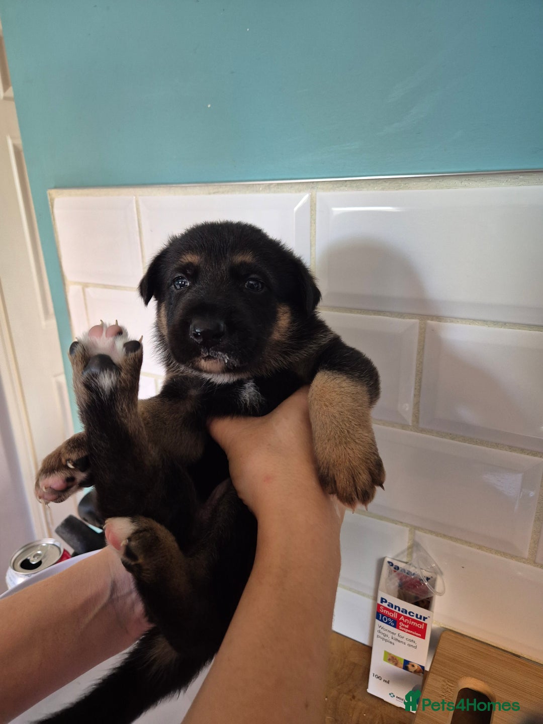 German Shepherd dogs for sale: Absolutely stunning German Shepherd pups in Doncaster - Image 23