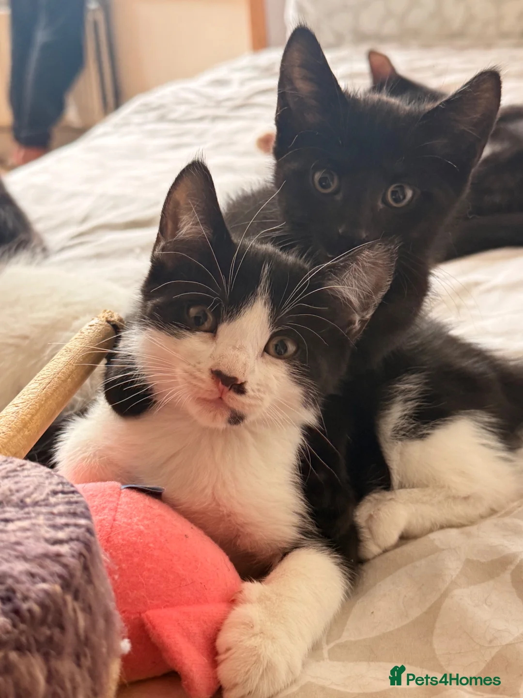 British Shorthair cats for sale: 3 adorable male kittens - Advert 1
