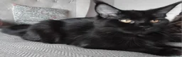 Maine Coon cats for sale: Big size maine coon, black with white in Orpington - Advert 11