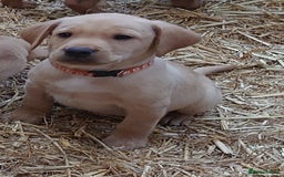 Labrador Retriever dogs for sale: KC Registered Fox Red & Yellow Labradors - Image 6