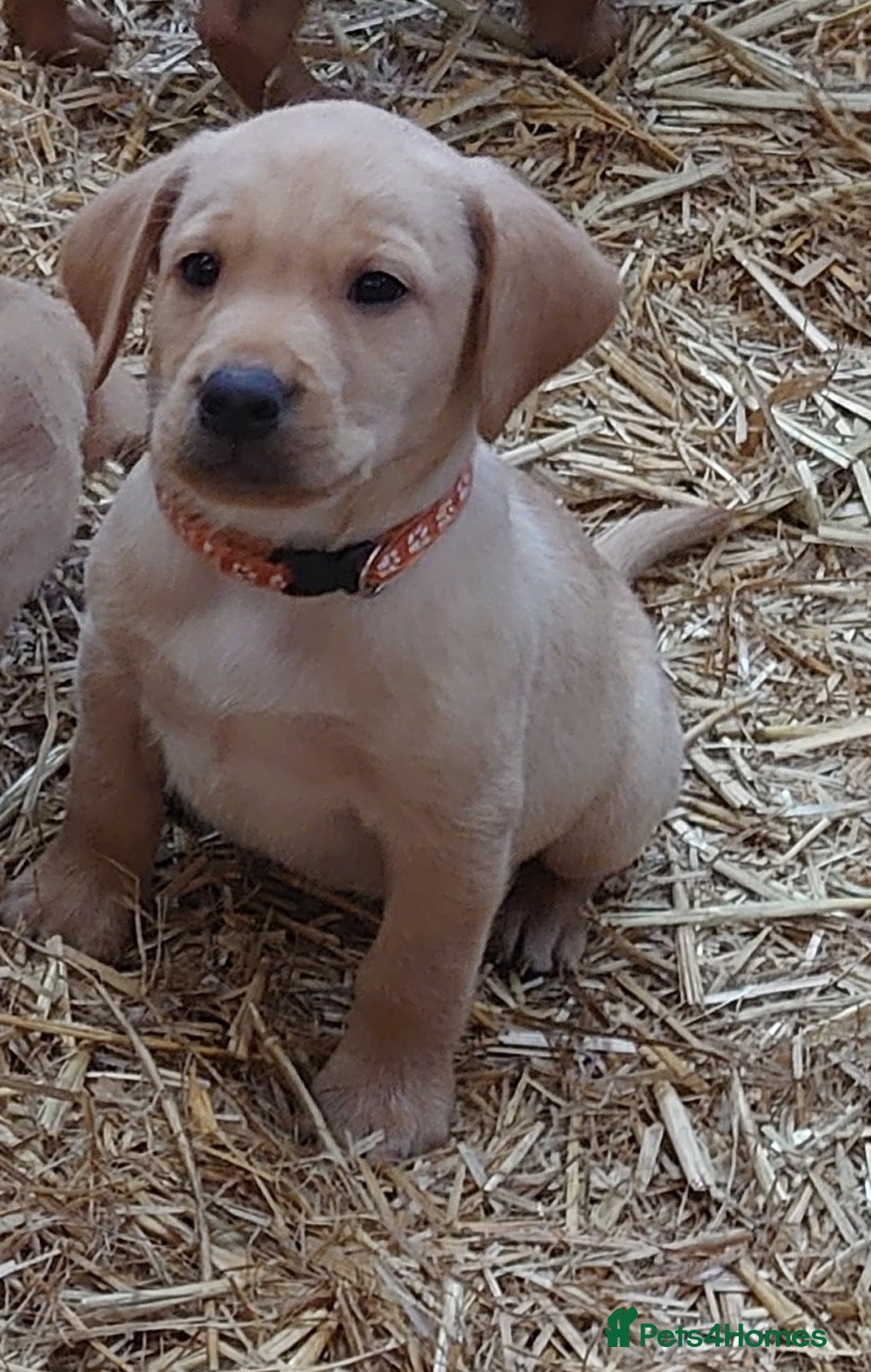 Labrador Retriever dogs for sale: KC Registered Fox Red & Yellow Labradors - Image 6