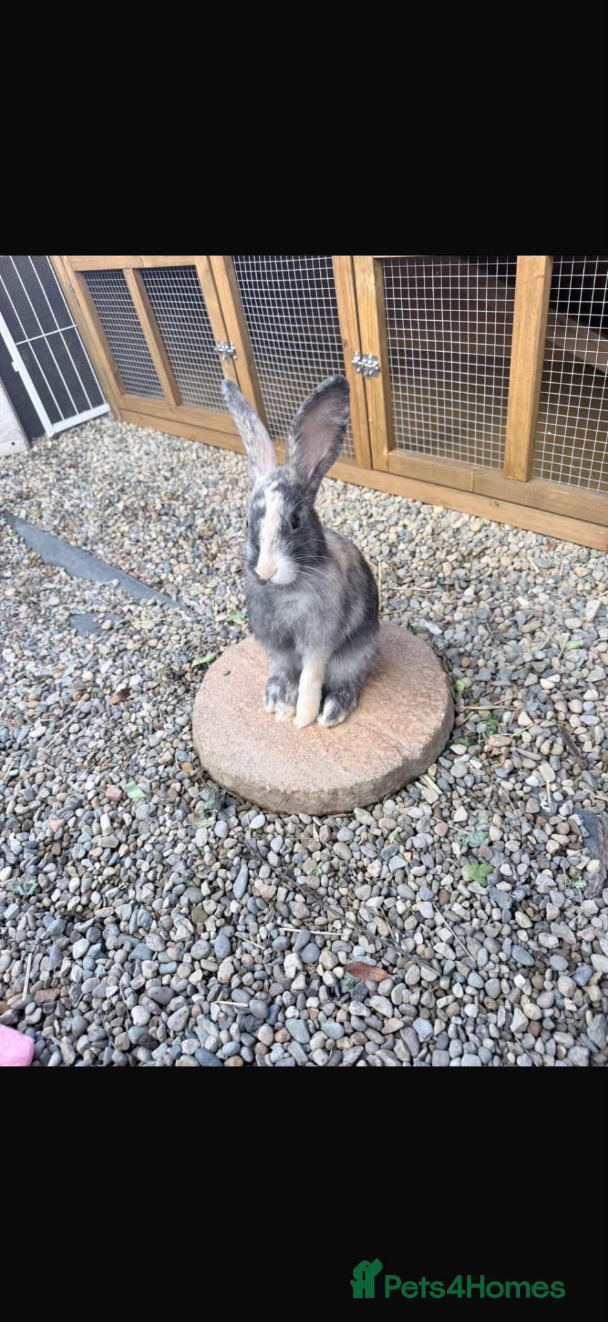 Mixed Breed rabbits for sale: Male rabbit  - Advert 1