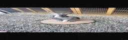 Mixed Breed rabbits for sale: Male rabbit  - Advert 1