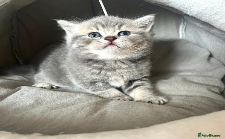 Scottish Fold cats - Advert 1