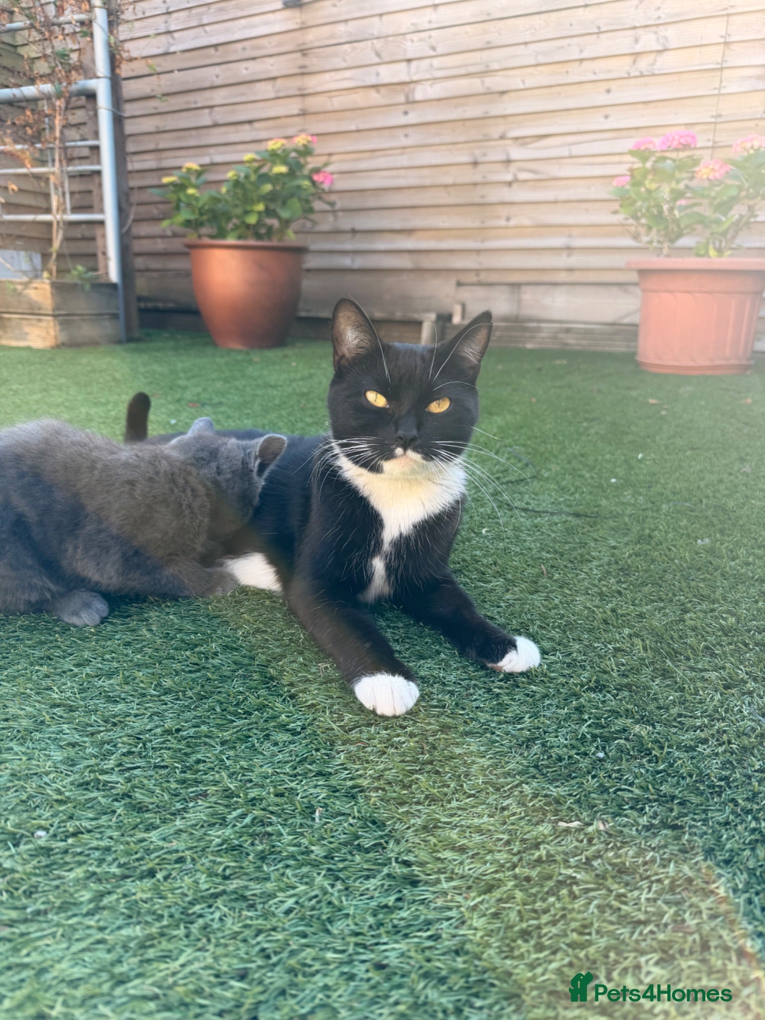 Mixed Breed cats 2 beautiful girls and 2 boys for sale - Advert 1