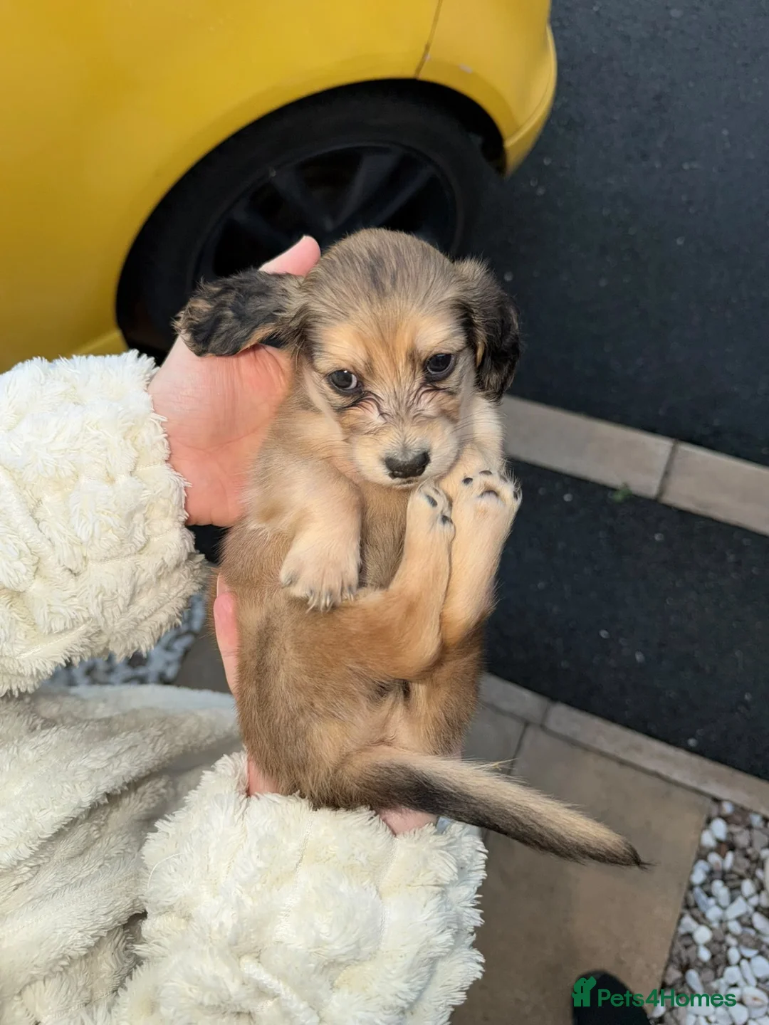 Miniature Dachshund dogs for sale: ONE LEFT Shaded cream mini longhairs dachshund - Advert 2