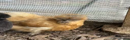 Chickens poultry for sale: USA silkie chicks and Hens  - Advert 1