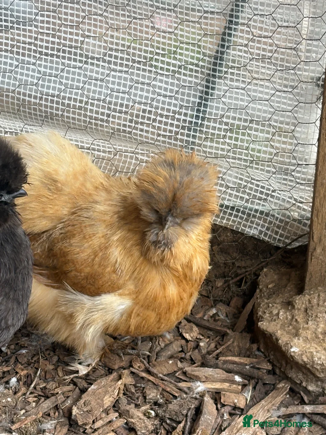 Chickens poultry for sale: USA silkie chicks and Hens  - Advert 1
