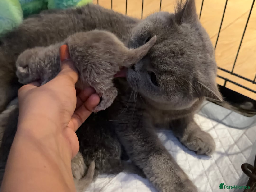 British Shorthair cats for sale: British Shorthair babies 💞💞💞 - Image 10