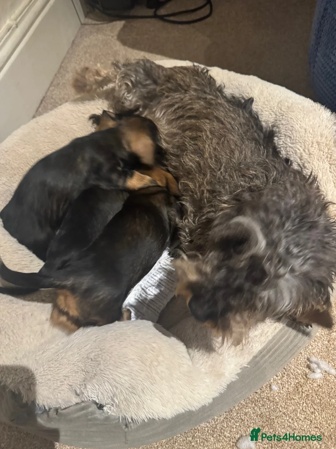 Miniature Dachshund dogs for sale: Miniature Wirehaired Dachshunds - Advert 10
