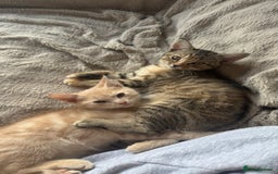 Mixed Breed cats for sale: 3 adorable kittens for sale  - Advert 5