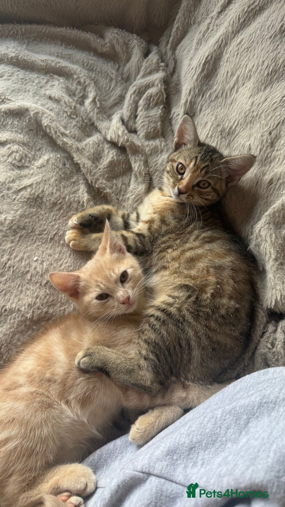 Mixed Breed cats for sale: 3 adorable kittens for sale  - Advert 5