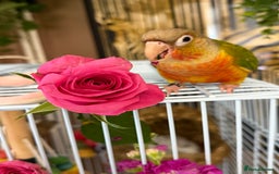 Conures birds for sale: Silly super tame female conure - Image 4