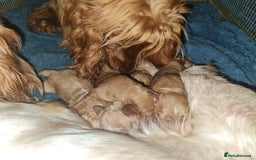 Cocker Spaniel dogs for sale: 3 boy Golden Cocker Spaniel puppies  - Image 13