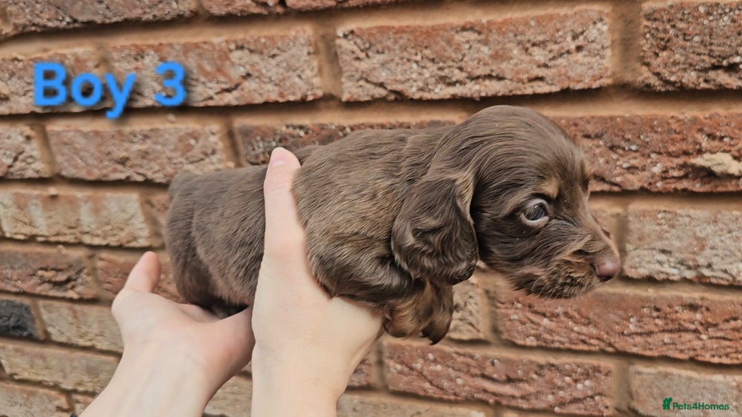 Miniature Dachshund dogs for sale: Miniature Dachshund Long Haired  - Advert 11