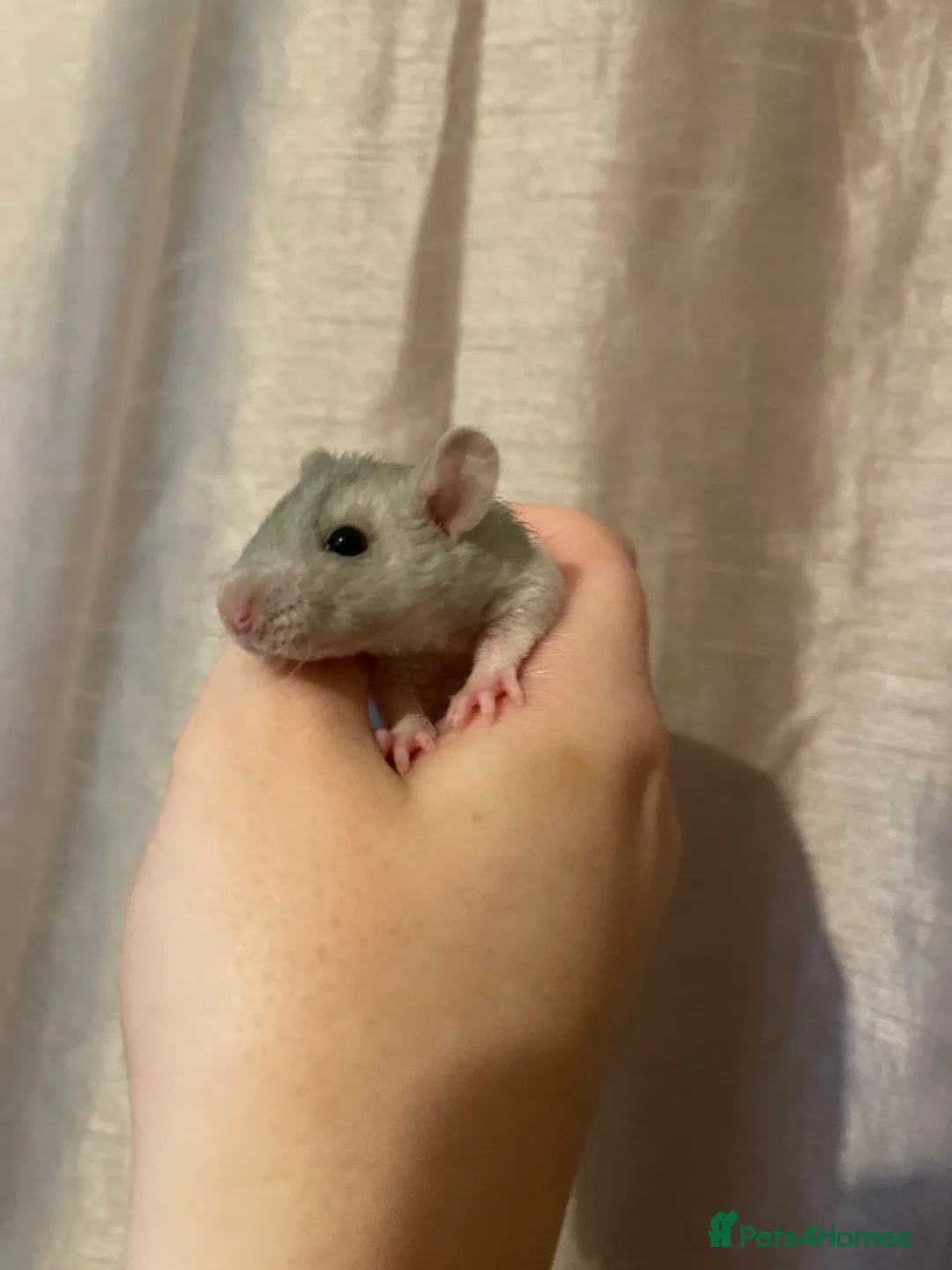 Rat rodents for sale: Baby rats looking for 5*homes only  - Advert 17