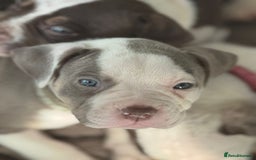 American Bulldog dogs for sale: 11 beautiful American bulldogs puppies. - Image 9