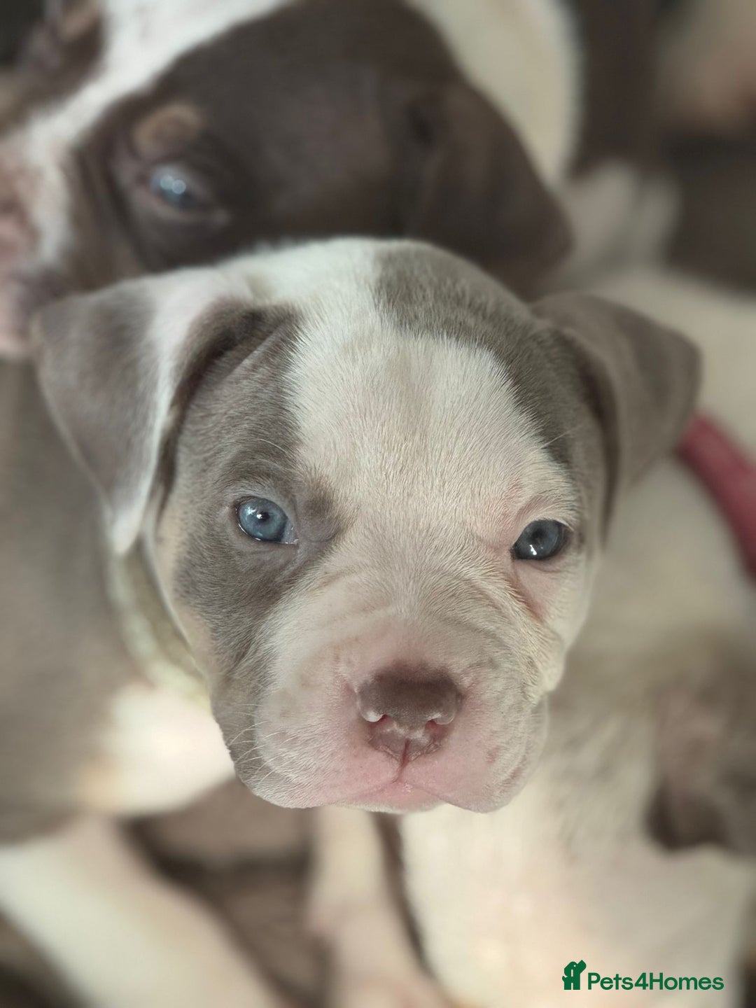 American Bulldog dogs for sale: 11 beautiful American bulldogs puppies. - Image 9