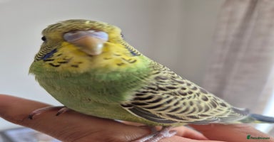 Budgerigars birds - Advert 4