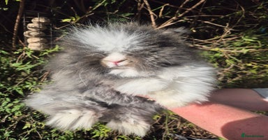 Angora rabbits - Advert 5