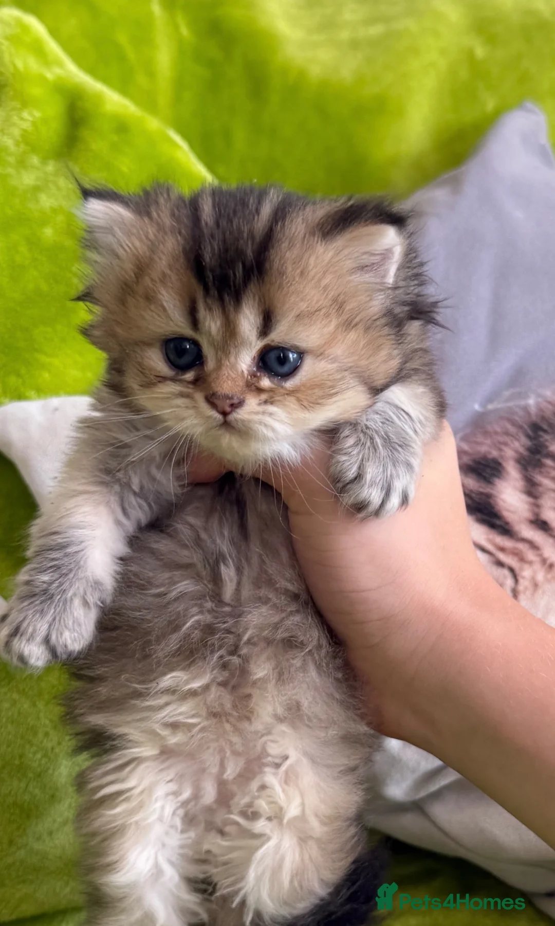 British Longhair cats for sale: British Longhair Kittens in London - Advert 40