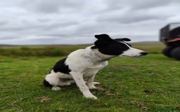 Border Collie dogs for sale: 10 months old male border collie - Image 2