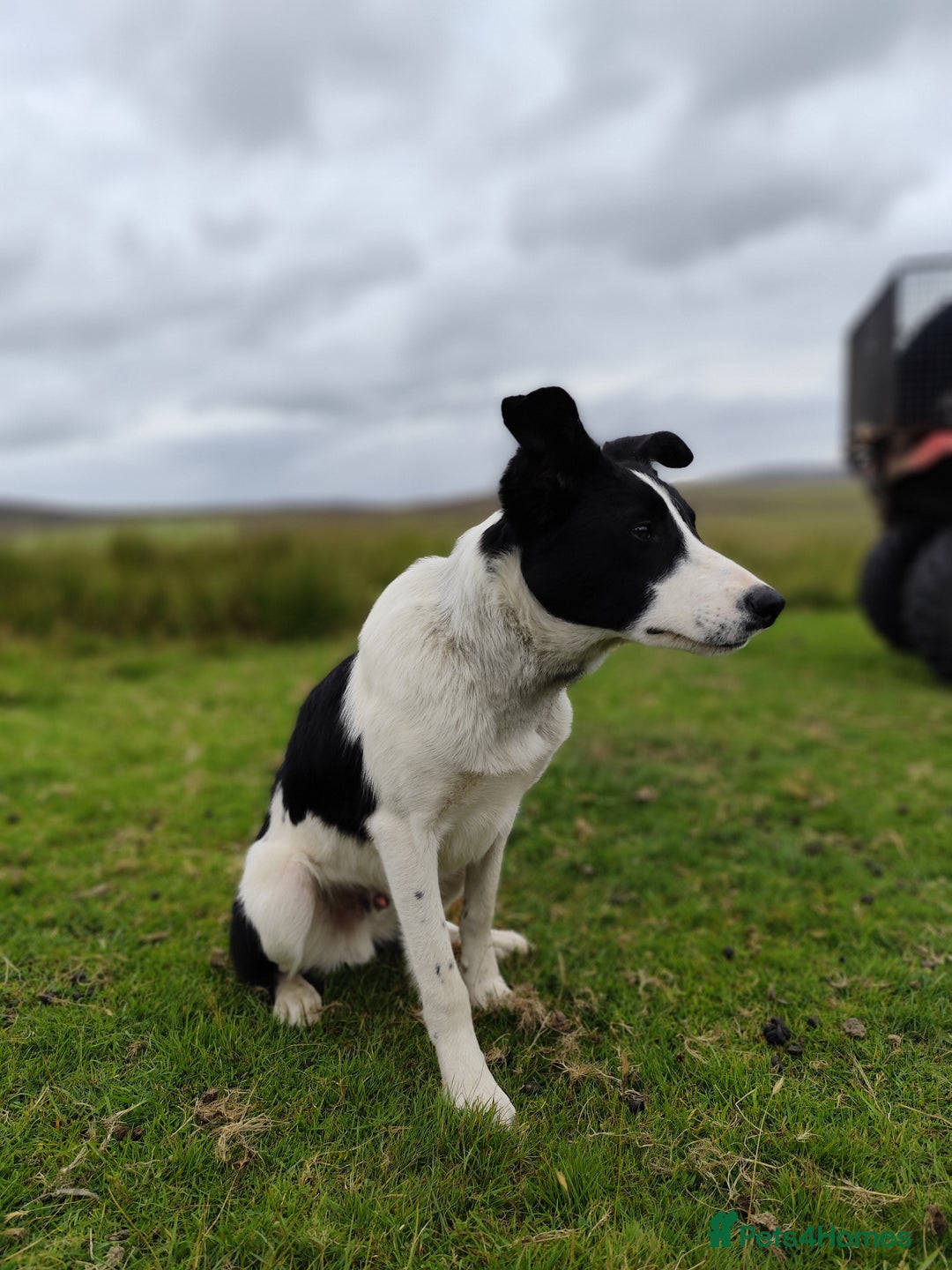 Border Collie dogs for sale: 10 months old male border collie - Image 2