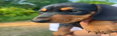 Miniature Dachshund 3
