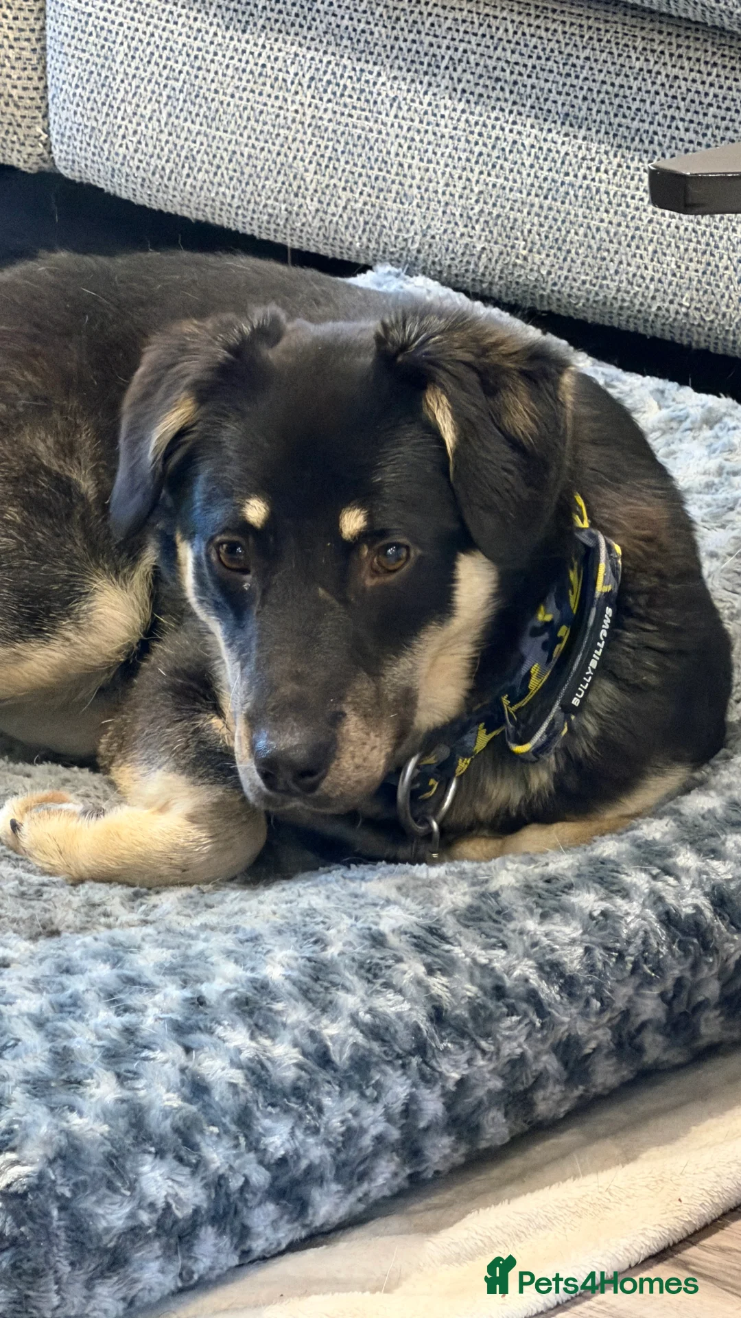 Mixed Breed dogs for adoption: Sweet Scout 💙 Gentle Boy, Loves Dogs!  - Advert 14