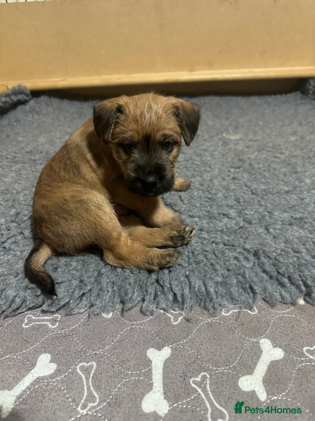 Patterdale Terrier dogs for sale: 5 Gorgeous Patterdale Puppies  - Advert 25